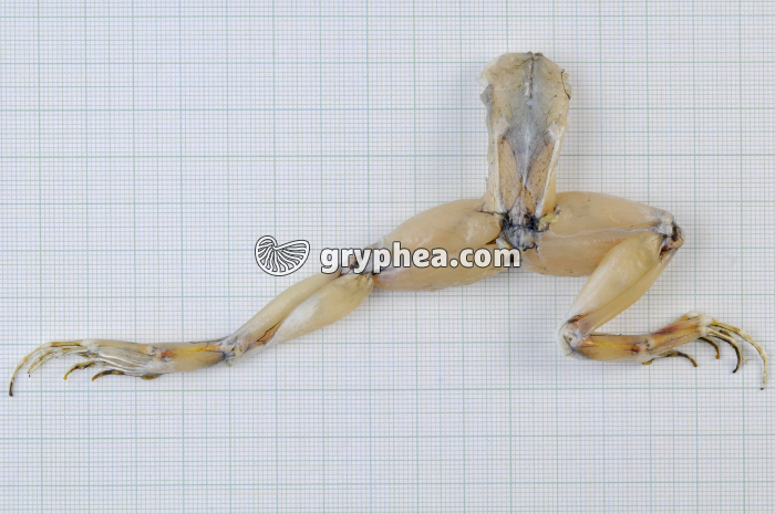 Flexion-extension membre postérieur - gryphea.com